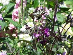 Flowers in Butchart Gardens image
