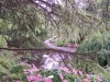 The VanDusen Botanical Gardens
