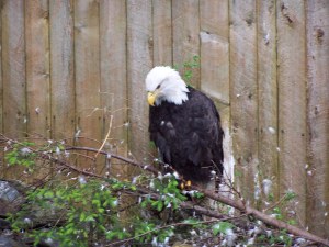 A Bald Eagle image