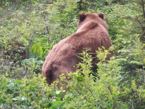 A Bear image