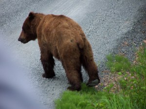 A bear image