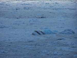 Bay near Hubbard glacier image