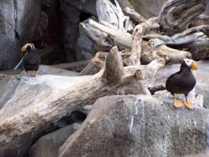 Puffins in the Sealife Center image