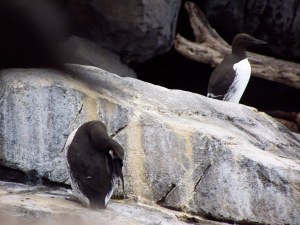 Common Murrs image