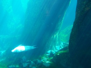 Harbor Seal image
