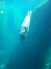 Harbor Seal