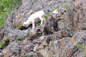 Dall sheep image