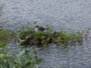 An Arctic Turn chick image