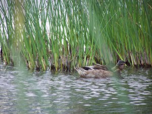 A Duck image