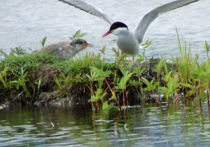 An Arctic Turn feeding a chick image