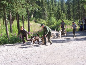 Sled Dog Exhibit image