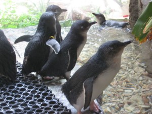 Fairy Penguins image