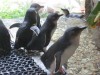 Fairy Penguins