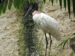 Jabiru stork image