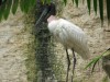 Jabiru stork