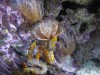 Longsnout Seahorses
