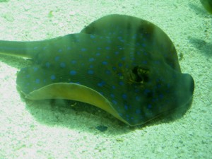 Polka-Dot Stingray image