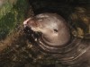An Otter