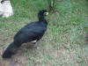 Bare faced curassow
