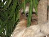 Three Toed Sloth