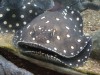 Brown Stingrays