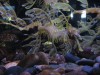 Leafy Seadragon