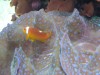A Clown Fish