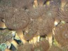 Sea Anemones