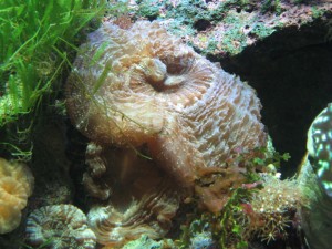 What is this? image