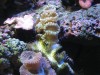 Corals