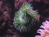 Sea Anemones