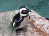 Black-footed Penguins