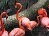 Pink Flamingos