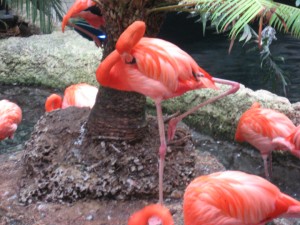 Pink Flamingos image