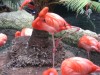 Pink Flamingos