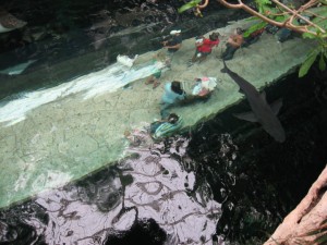 Looking down on the glass covered walkway image