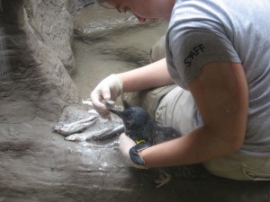 Feeding a Reluctant Penguin image