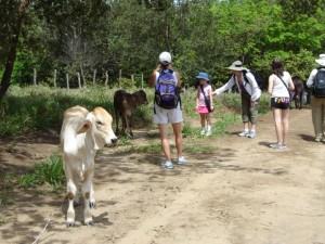 The Cows Are Out image