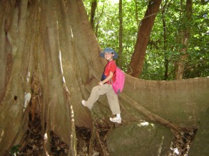 Matapalo Ficus tree image