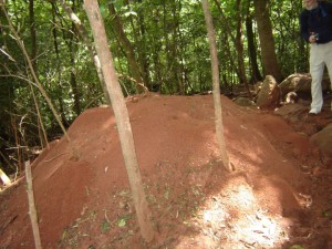 Leaf Cutter ant mound image