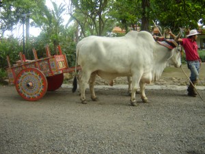 Bulls Pulling a Wagon image