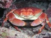 A crab