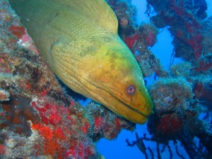 Moray eel image