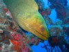 Moray eel
