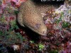 Moray eel