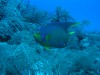 Parrot fish