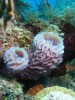 Sponges