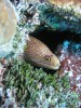 Moray eel
