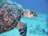 Sea Turtle