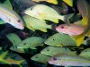 School of fish